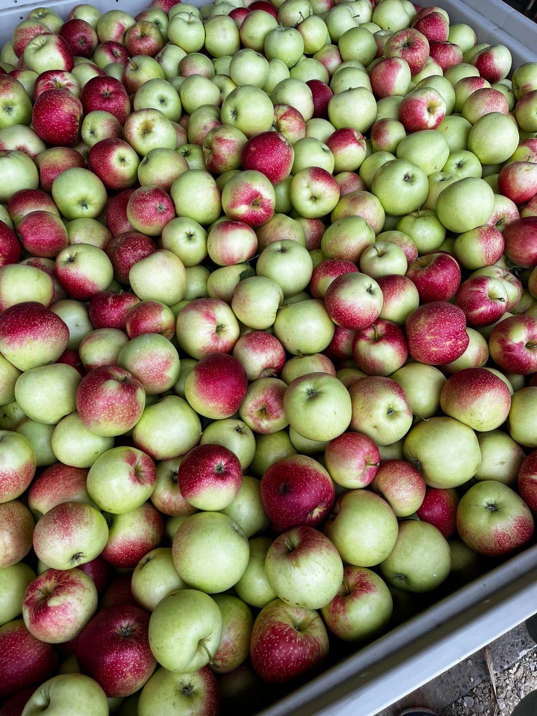 Bins of freshly picked red and green apples at 1913 Kickapoo Orchard in Wisconsin.
