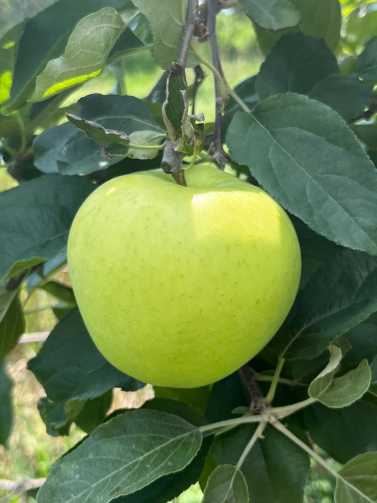 Early Gold Apples