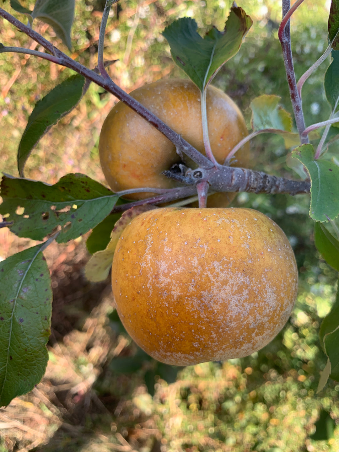 Golden Russet Apples