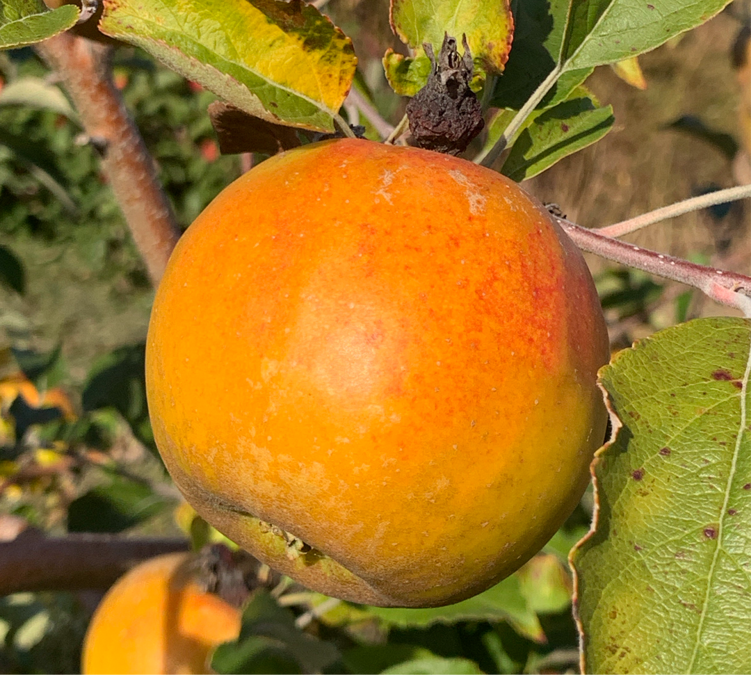 Golden Russet Apples