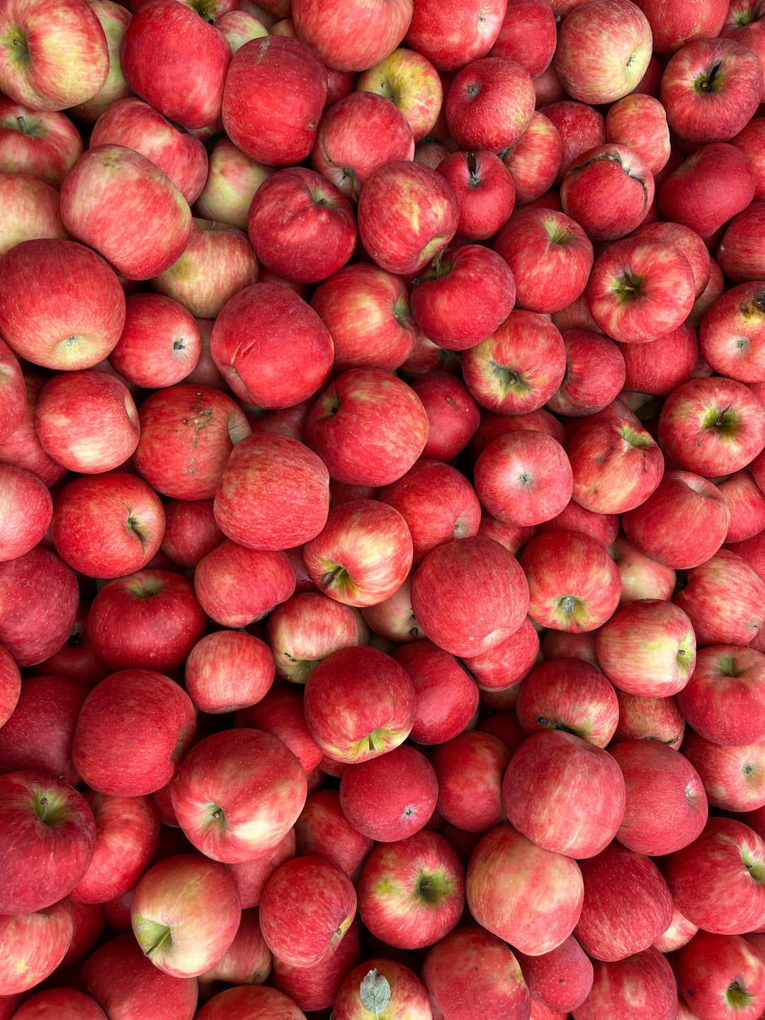 Royal Red Honeycrisp Apples