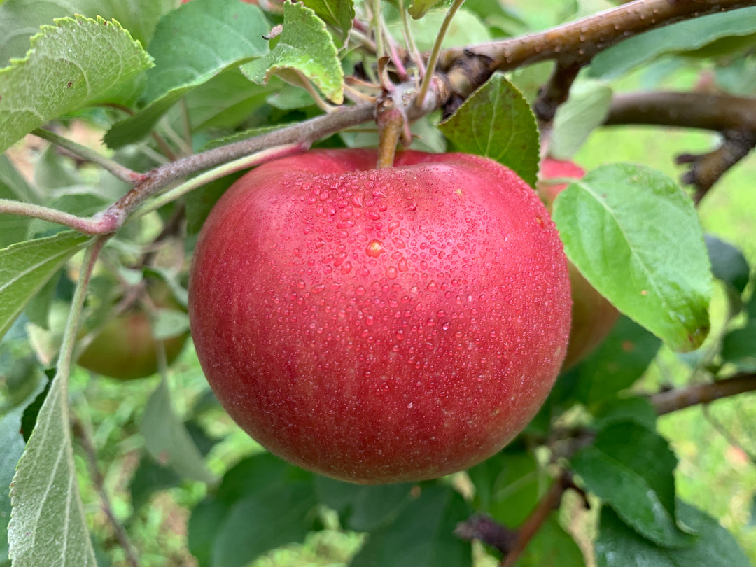 Snowsweet Apples