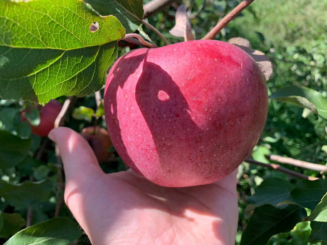 Wolf River Apples