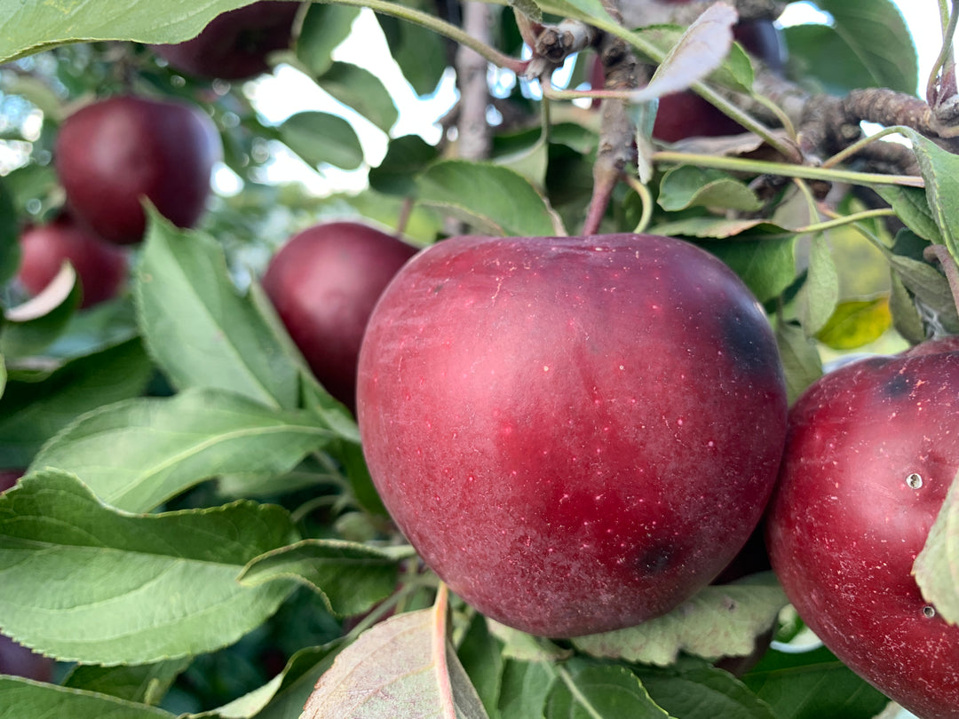 Early Chieftain Red Delicious Apples