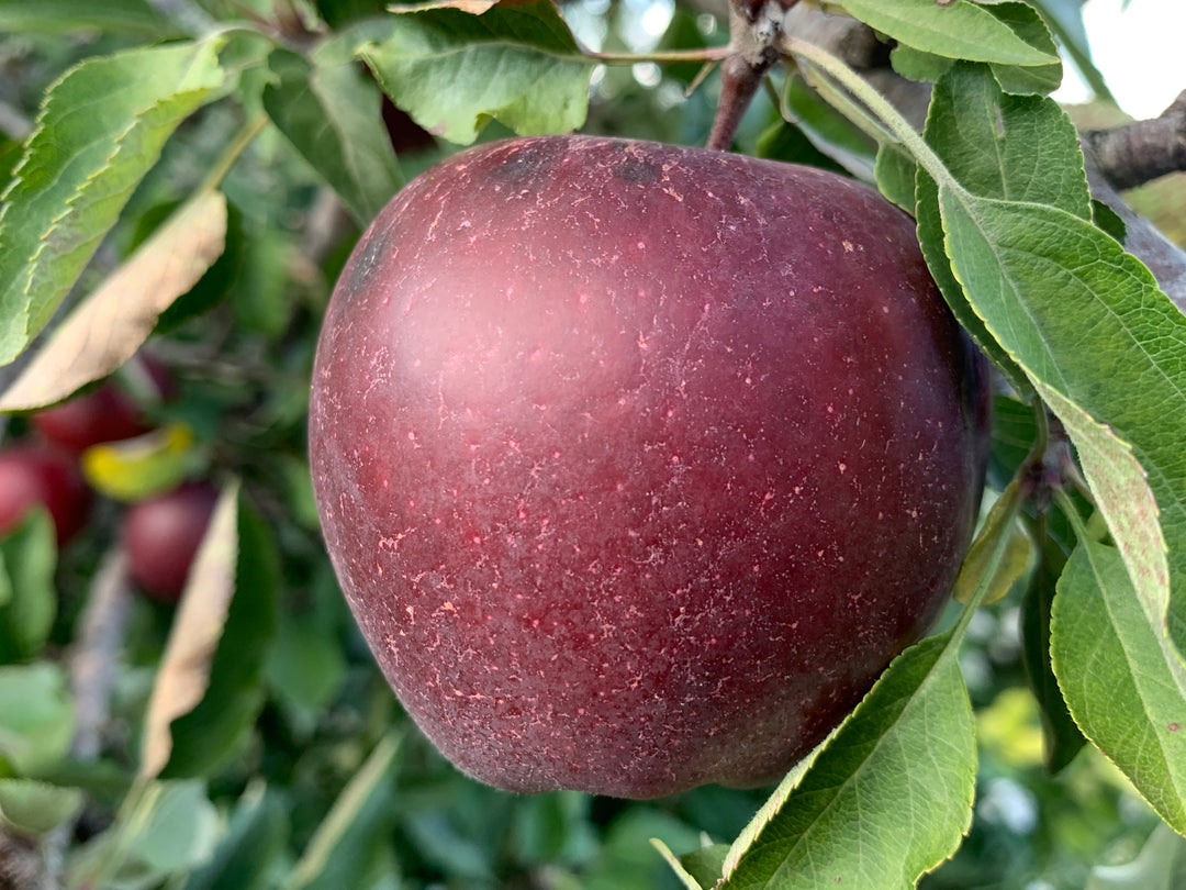 Hawkeye Red Delicious Apples