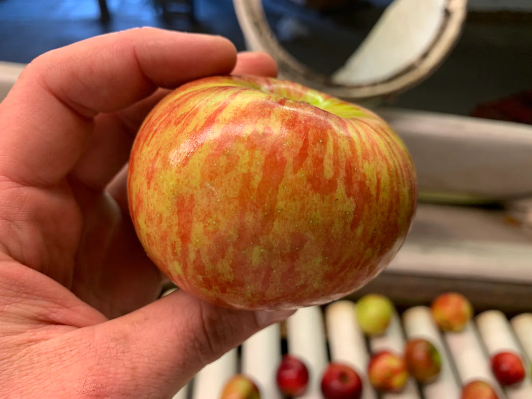 Cortland Apples