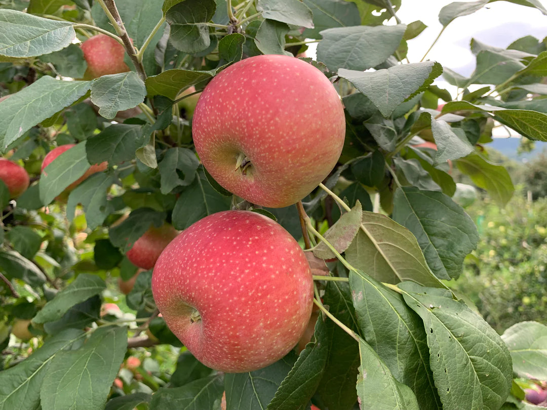 Creston Apples
