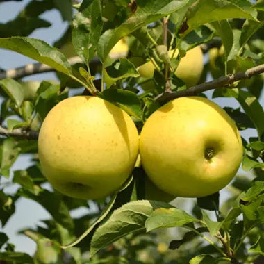 Golden Supreme Apples