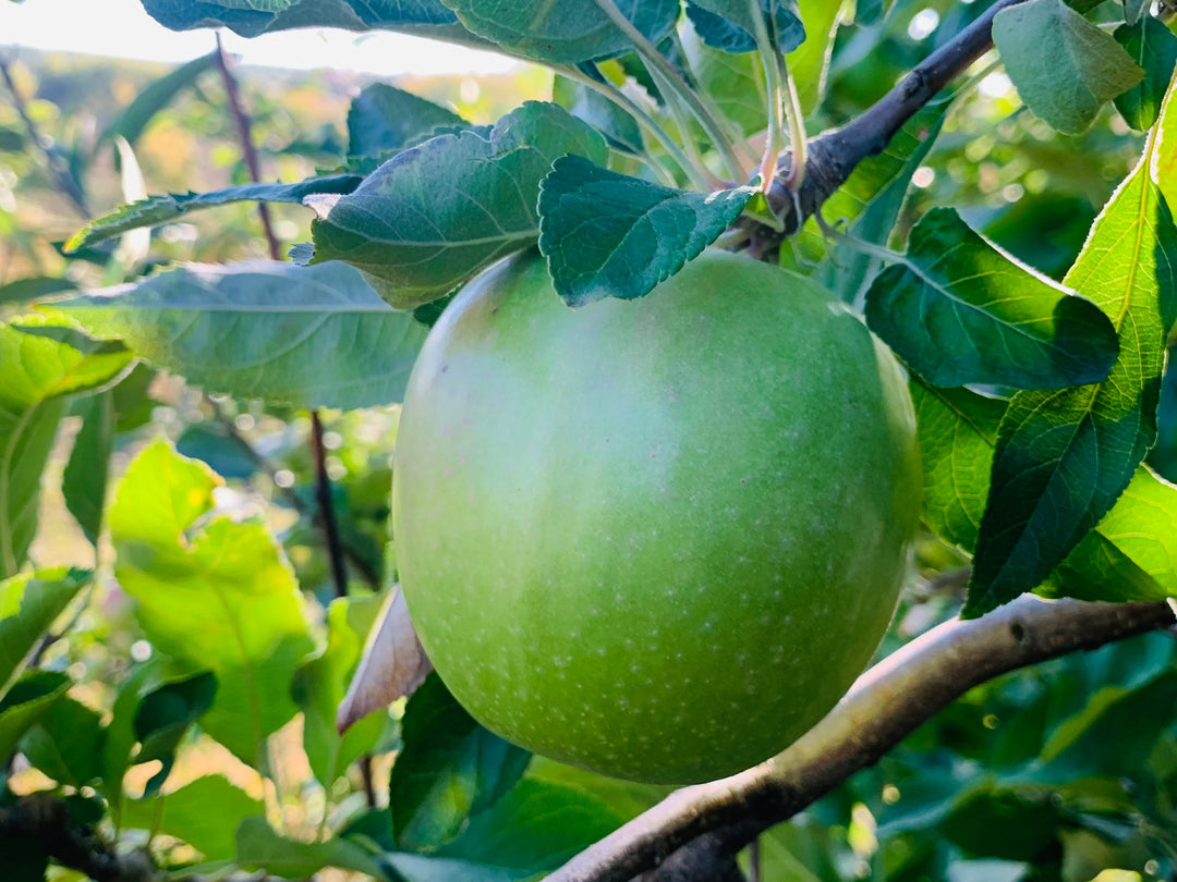 Granny Smith Apples