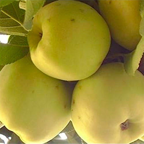 Grimes Golden Apples