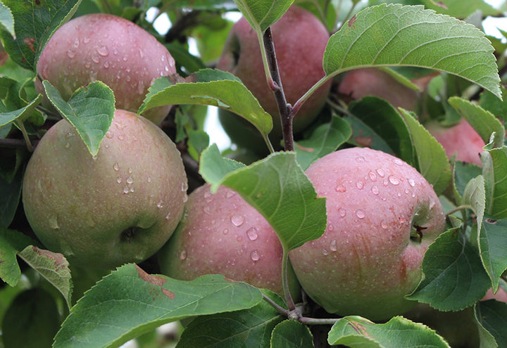 Macoun Apples