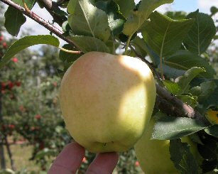 Silken Apples