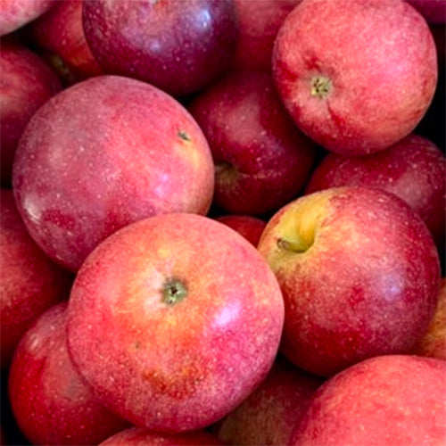 Wine Crisp Apples