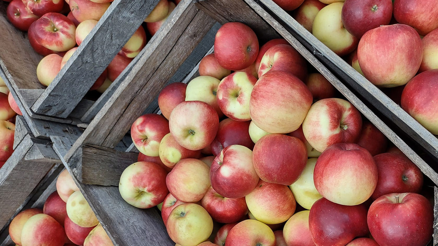 Fresh-picked Sansa August apples in orchard crates at 1913 Kickapoo Orchard, Gays Mills, Wisconsin.
