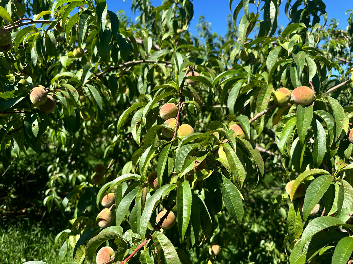 Tree-ripened peaches growing at 1913 Kickapoo Orchard West in Gays Mills, Wisconsin.