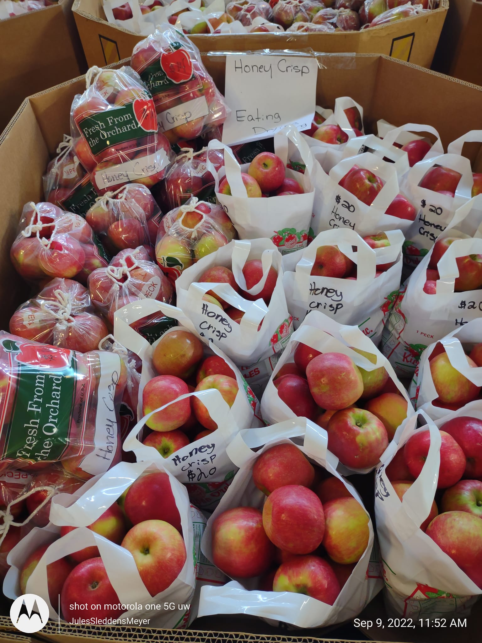 Apples in Season Now