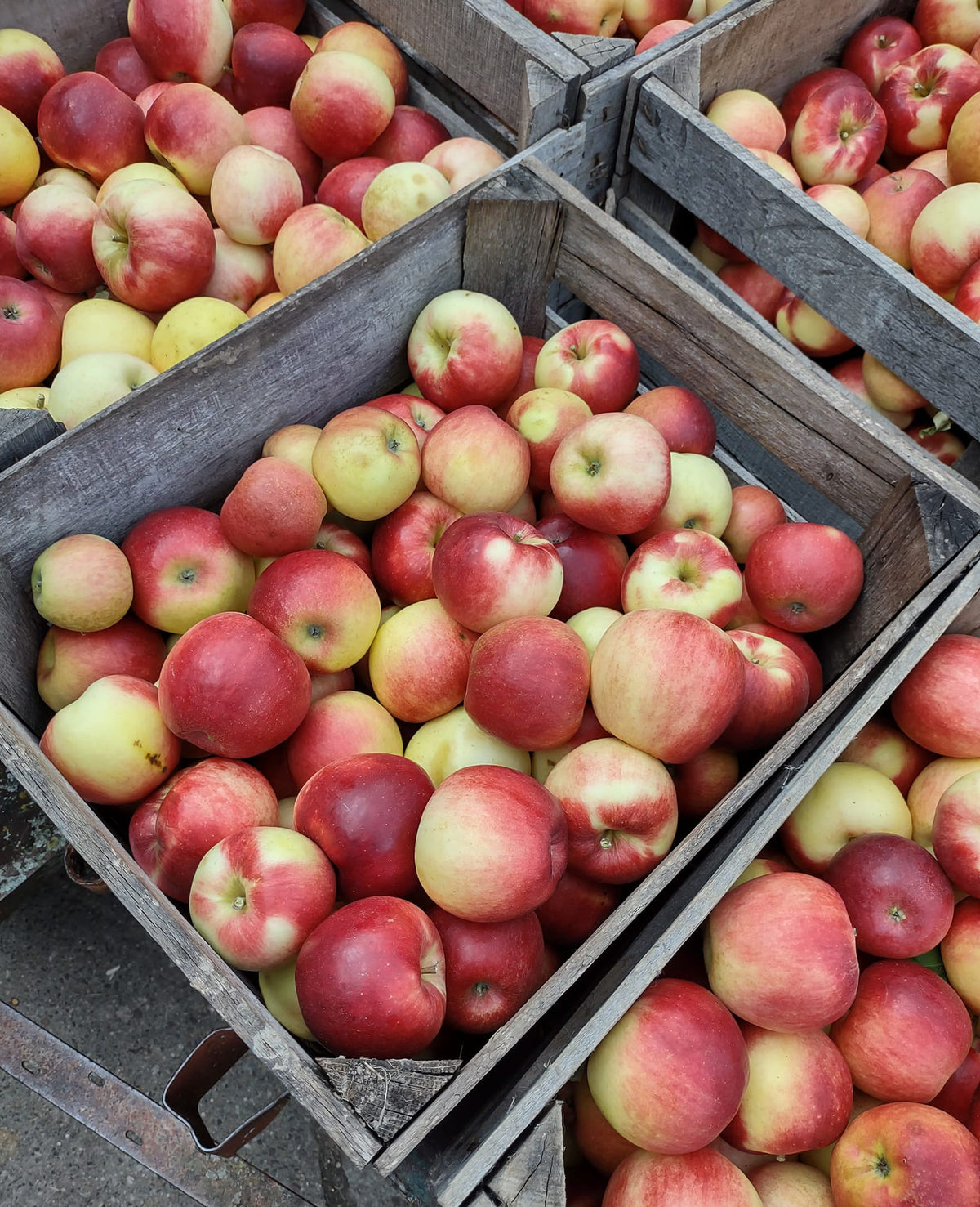 Seasonal Delights