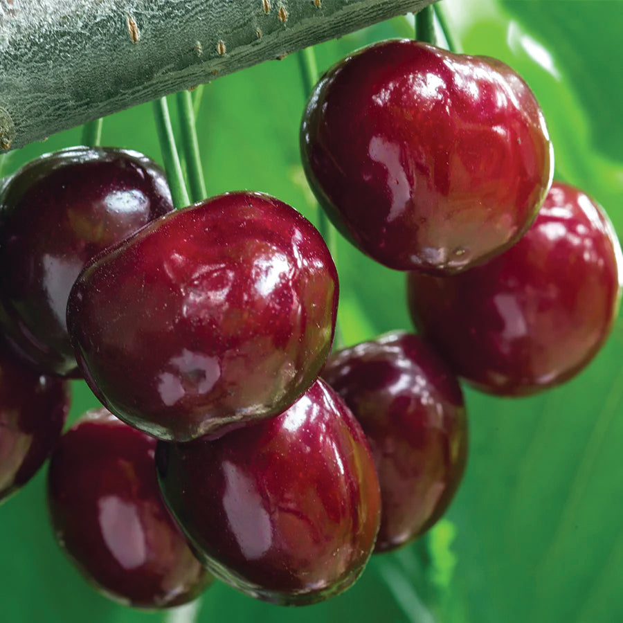 Cherries