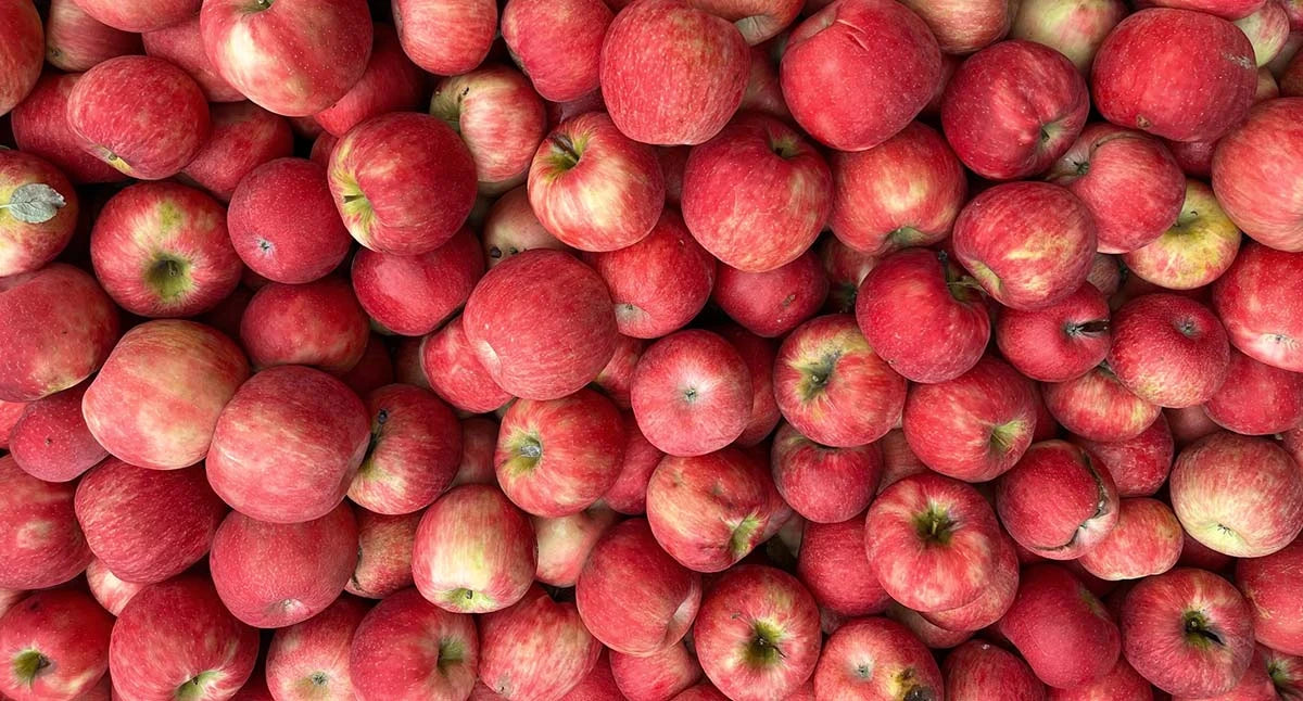 Fresh-picked red apples during the September harvest at 1913 Kickapoo Orchard, Gays Mills WI.