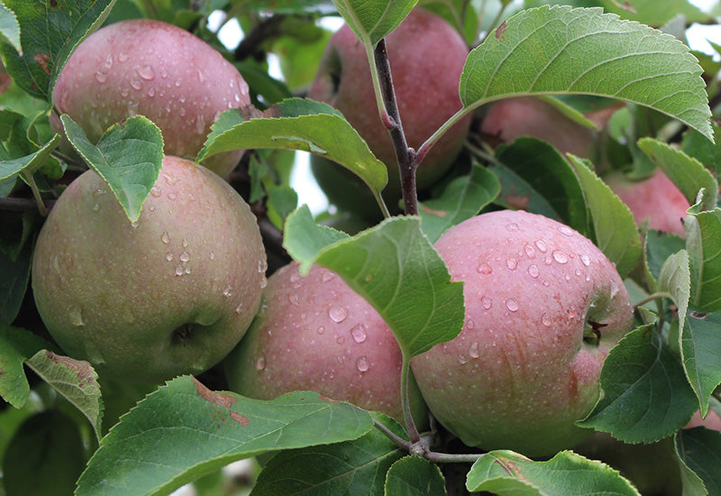 Jonagold apples ripening on the tree during early October harvest at 1913 Kickapoo Orchard, Gays Mills, Wisconsin.
