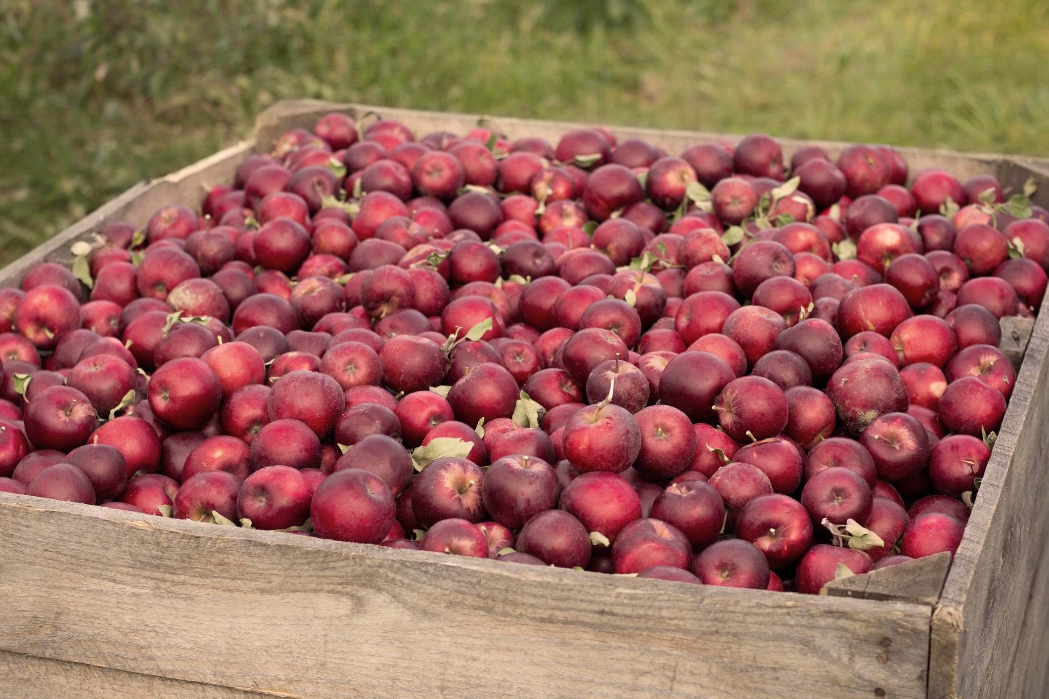 1913 Kickapoo Orchard – 1913 Kickapoo Orchard