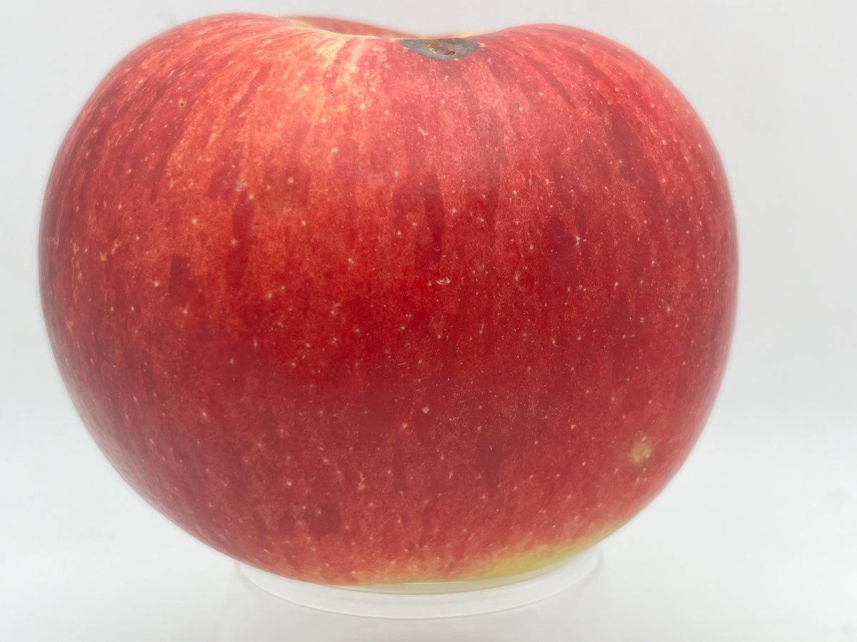 Apple Roder Fireside Apples | Sweet & Cold-Hardy Variety | Kickapoo Orchard – 1913 ...