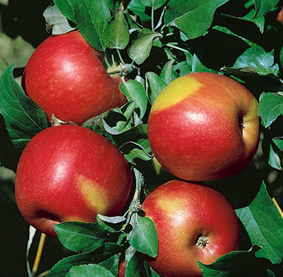 Order the Sweet Sixteen Apples apple tree from Roots to Fruits Nursery