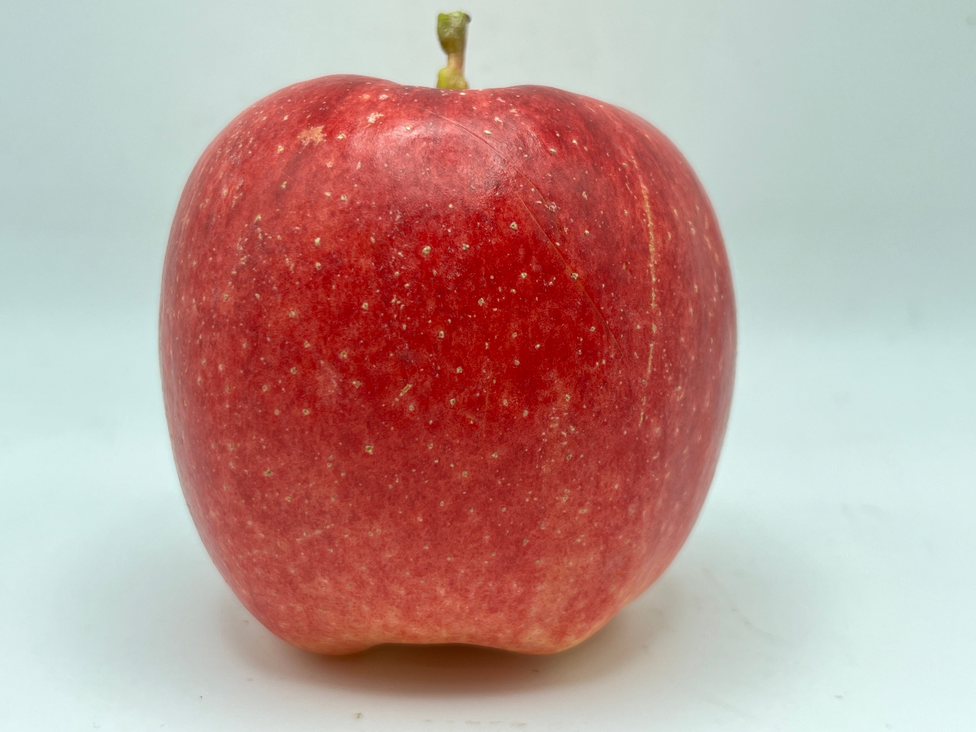 Ambrosia Apples | Sweet, Crisp, All-Purpose Variety | Kickapoo