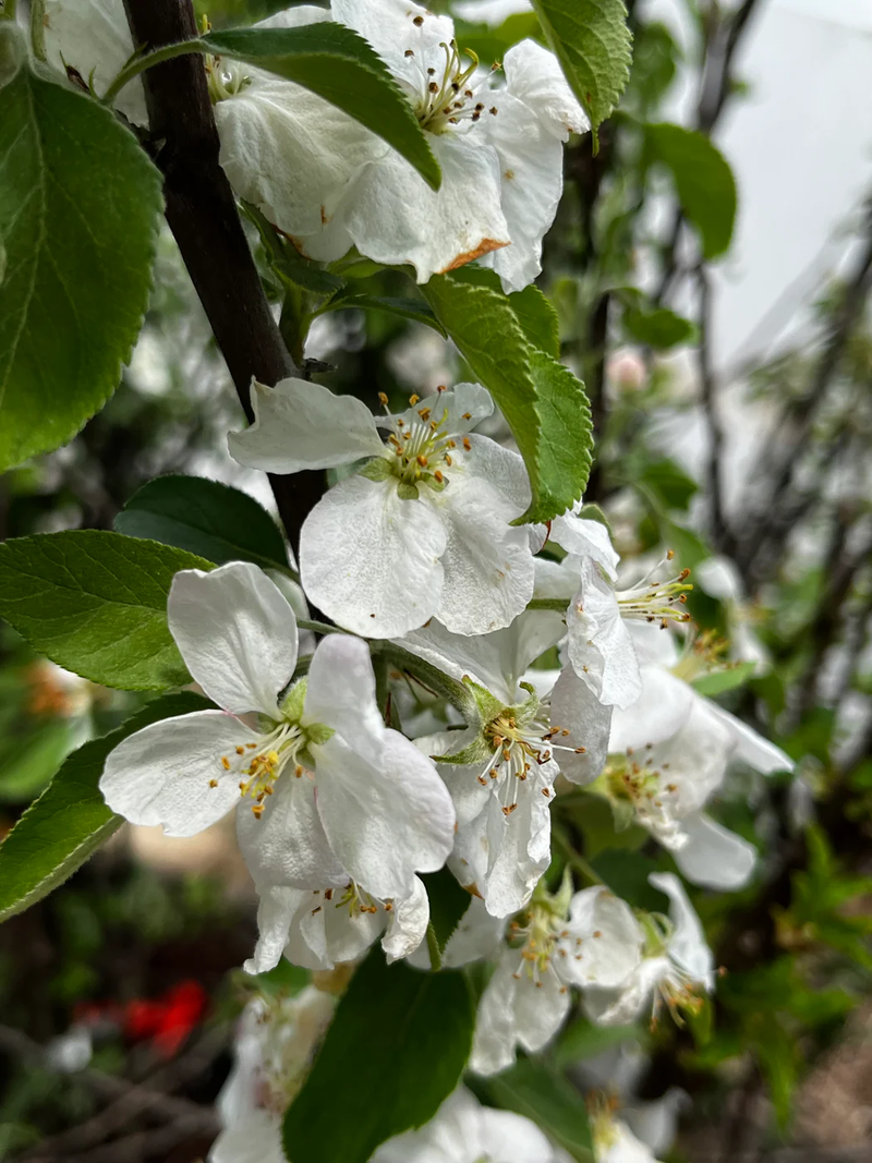 Order the Bonnie's Best Apples apple tree from Roots to Fruits Nursery
