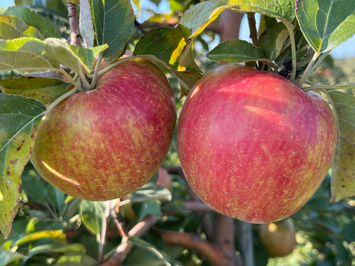 Premier Honeycrisp