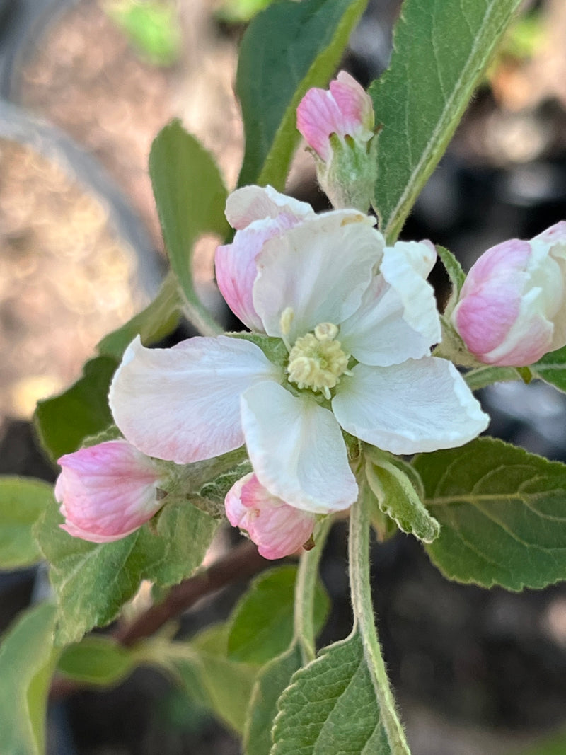 Order the Early Chieftain Red Delicious Apples apple tree from Roots to Fruits Nursery
