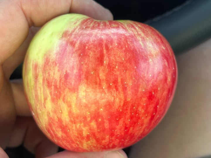 Premier Honeycrisp