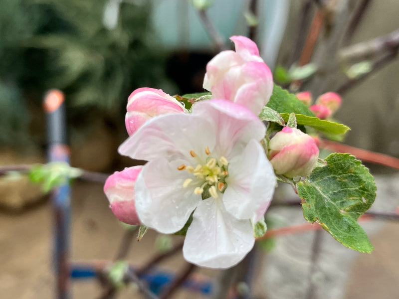 Order the Fuji Apples apple tree from Roots to Fruits Nursery