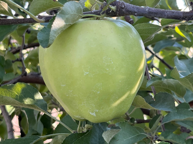Order the Ginger Gold Apples apple tree from Roots to Fruits Nursery
