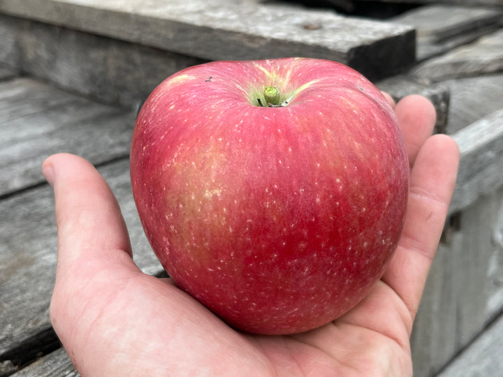 Plan Your Visit to 1913 Kickapoo Orchard | Gays Mills Apple Orchard, WI