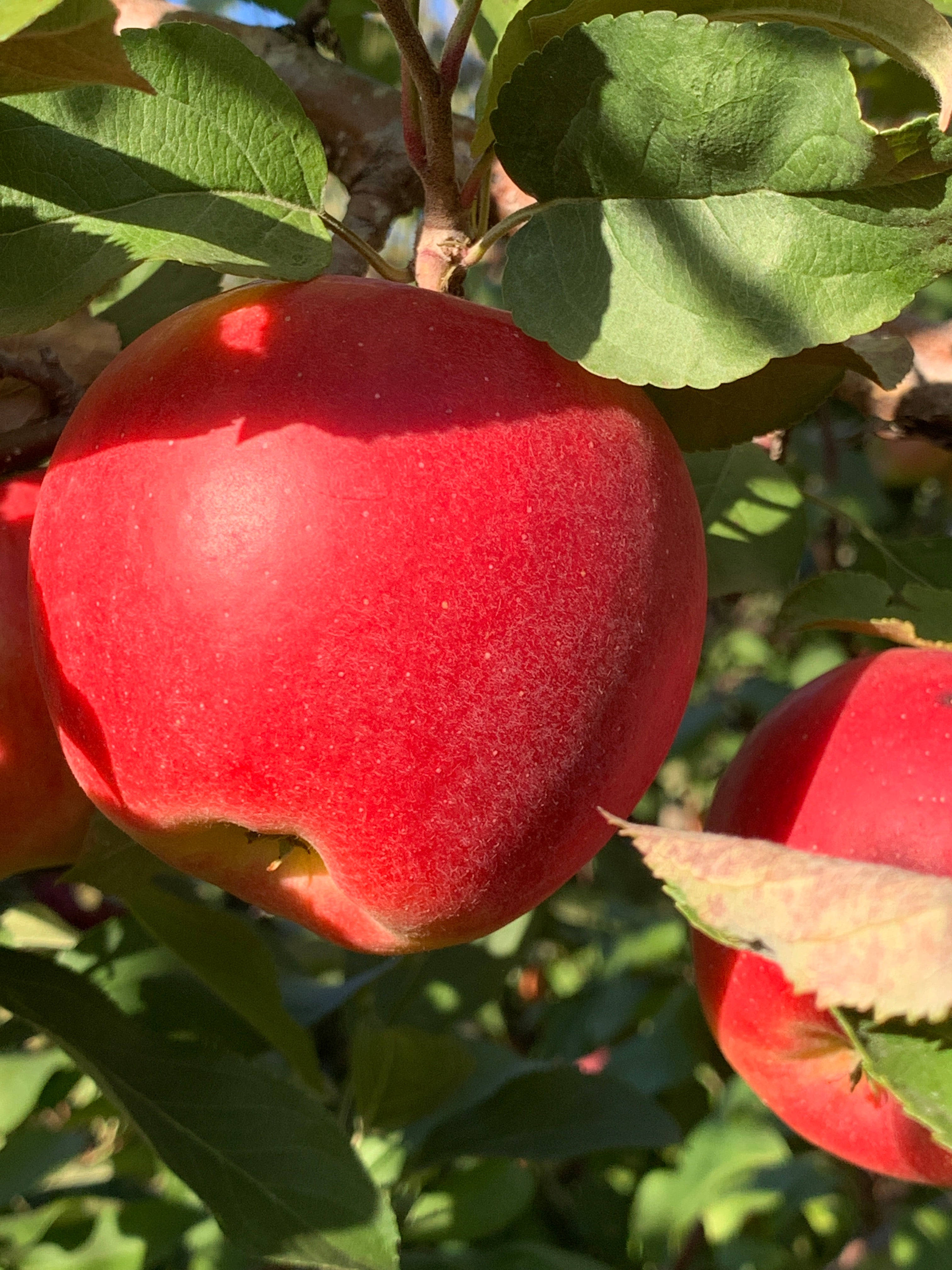 Ambrosia Apples | Sweet, Crisp, All-Purpose Variety | Kickapoo