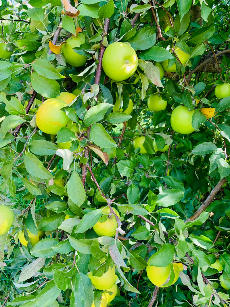 Order the North West Greening Apples apple tree from Roots to Fruits Nursery