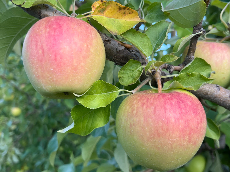Order the Pinova Apples apple tree from Roots to Fruits Nursery