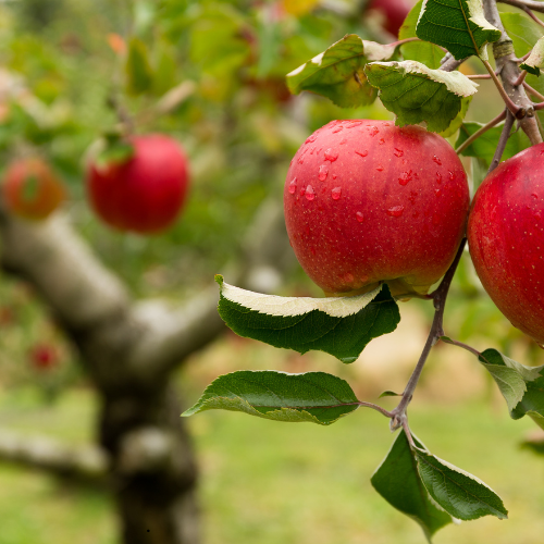 Order the Sansa Apples apple tree from Roots to Fruits Nursery