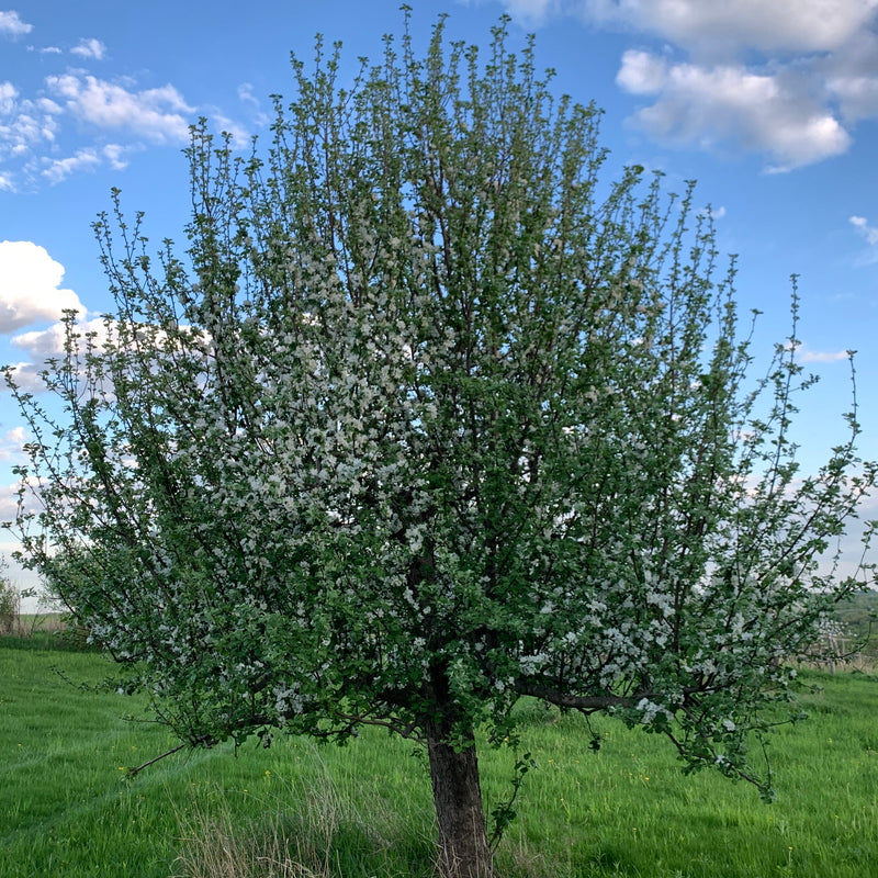 Order the Wolf River Apples apple tree from Roots to Fruits Nursery