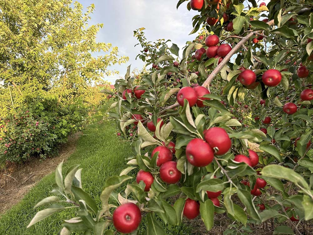 1913 Kickapoo Orchard – 1913 Kickapoo Orchard