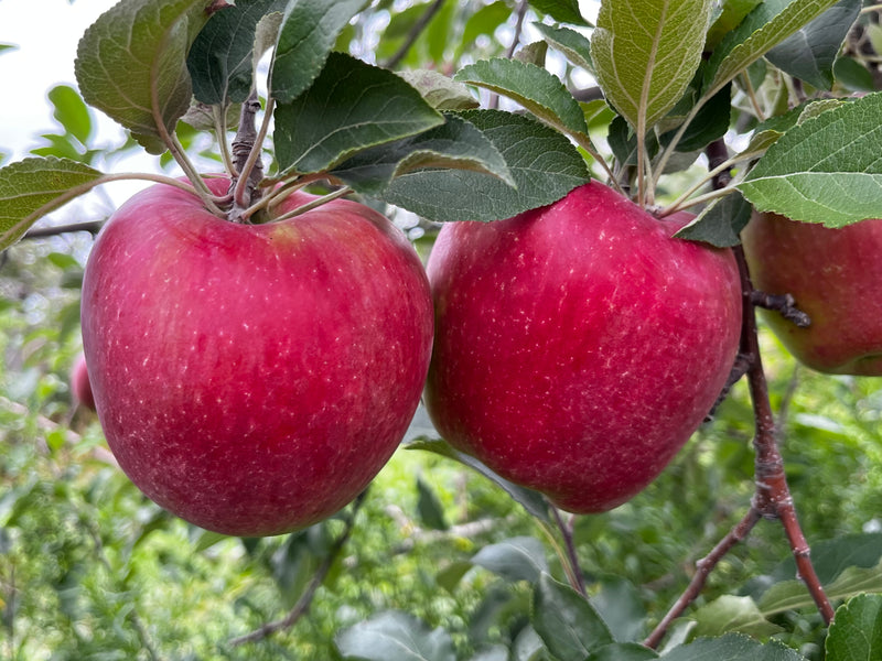 Order the Dicks Delicious Apples apple tree from Roots to Fruits Nursery