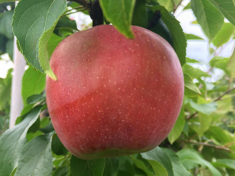 Order the Fortune Apples apple tree from Roots to Fruits Nursery