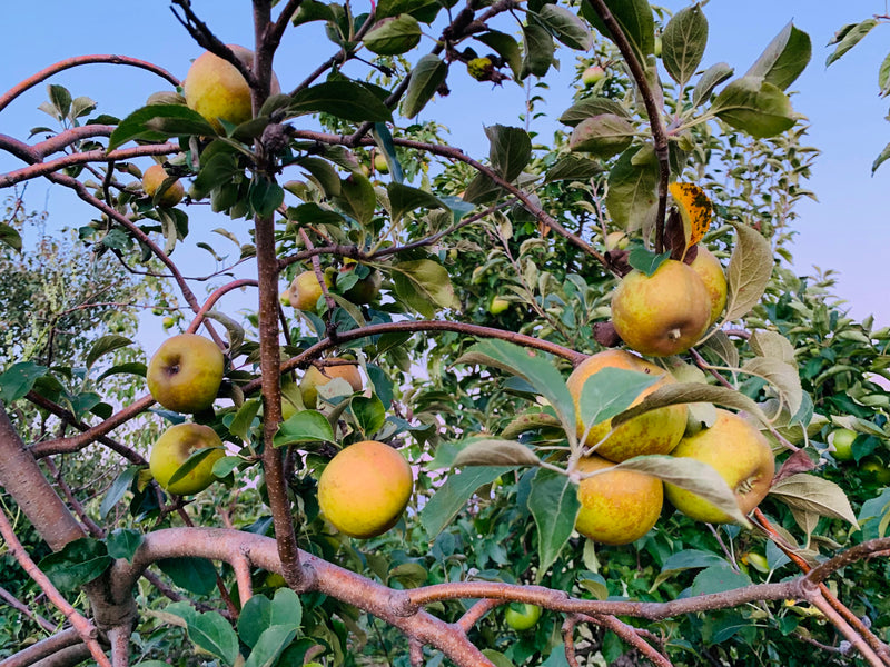 Order the Golden Russet Apples apple tree from Roots to Fruits Nursery