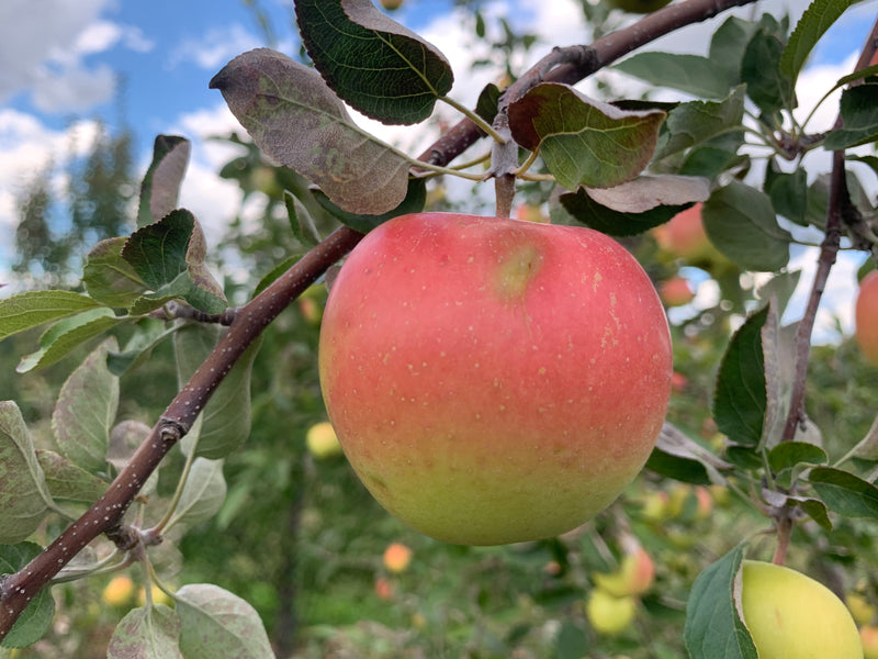 Order the Golden Supreme Apples apple tree from Roots to Fruits Nursery