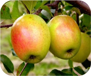 Order the Gold Rush Apples apple tree from Roots to Fruits Nursery