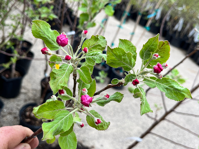 Order the Granny Smith Apples apple tree from Roots to Fruits Nursery