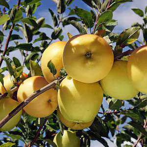 Order the Grimes Golden Apples apple tree from Roots to Fruits Nursery