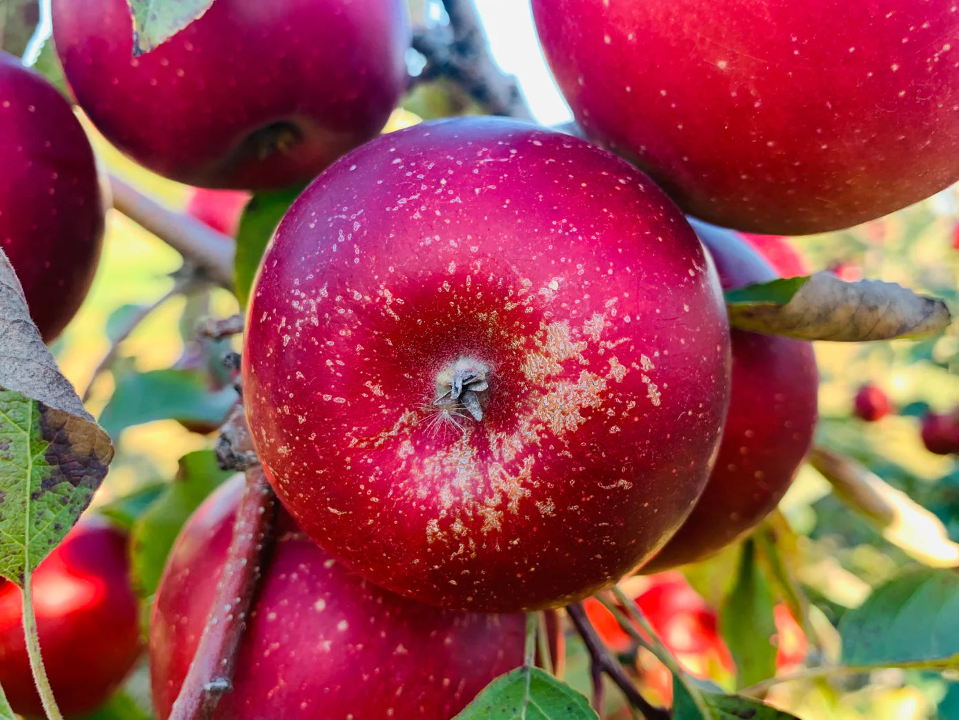Pinova Apples | Sweet & Tropical Variety | 1913 Kickapoo Orchard – 1913 ...