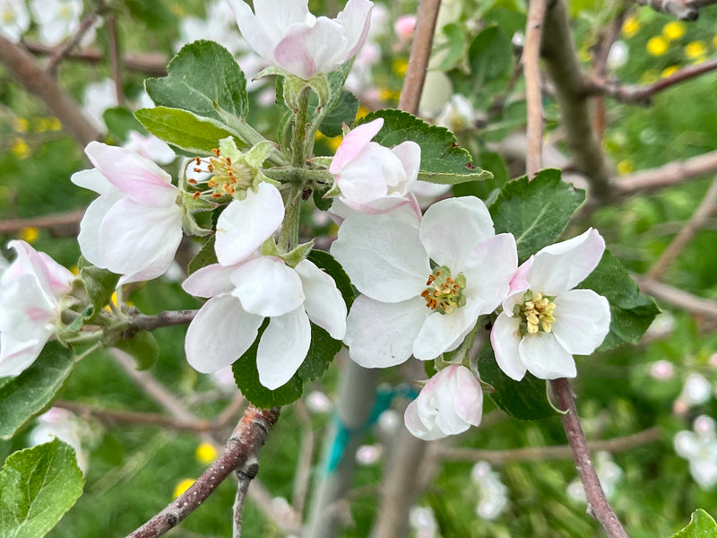 Order the Honeycrisp Apples apple tree from Roots to Fruits Nursery